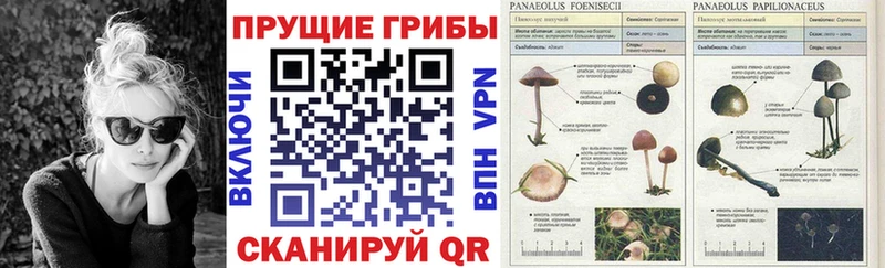 Псилоцибиновые грибы прущие грибы Чкаловск